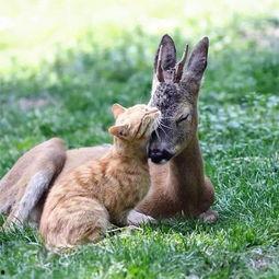 动物奶油爆料视频,视频爆料揭露行业黑幕 第3张 动物奶油爆料视频,视频爆料揭露行业黑幕 第3张
